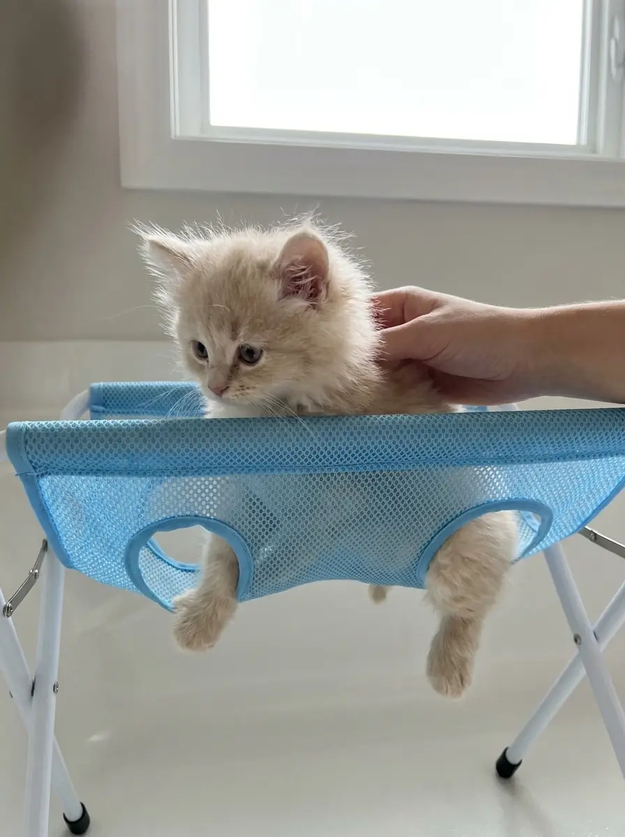 Kitten standing in a blue bath hammock being gently petted